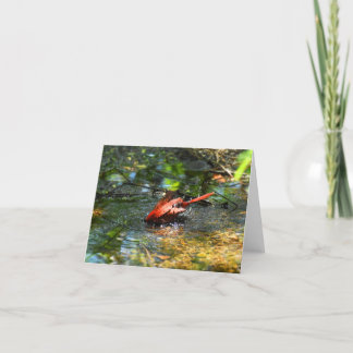 Bath Time in Red ((鳥)ショウジョウコウカンチョウ#1) -メモカ空白のード サンキューカード