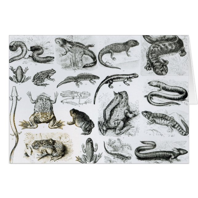 Batrachiansおよび他の両生綱 (正面横)