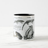 Batrachiansおよび他の両生綱 ツートーンマグカップ (中央)