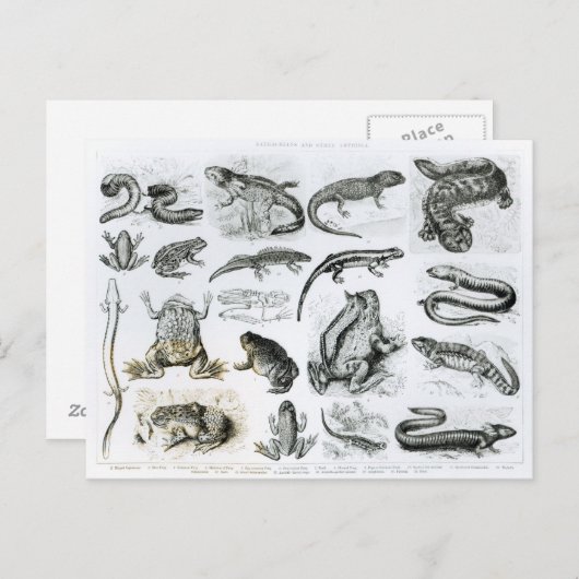 Batrachiansおよび他の両生綱 ポストカード (正面/裏面)