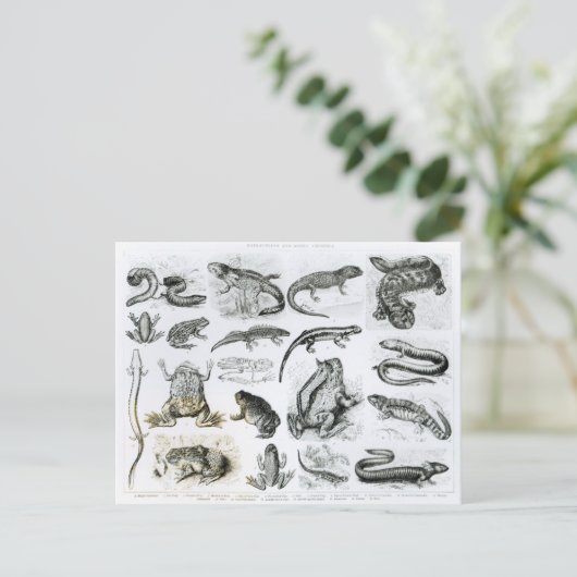 Batrachiansおよび他の両生綱 ポストカード (スタンド正面)