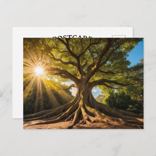 Baum in Sonnenstrahlen ポストカード (正面/裏面)