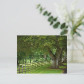 Baumallee in Irland Postkarte ポストカード (スタンド正面)