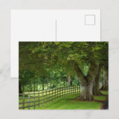 Baumallee in Irland Postkarte ポストカード (正面/裏面)
