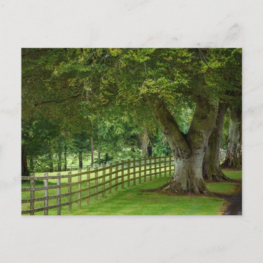 Baumallee in Irland Postkarte ポストカード (正面)