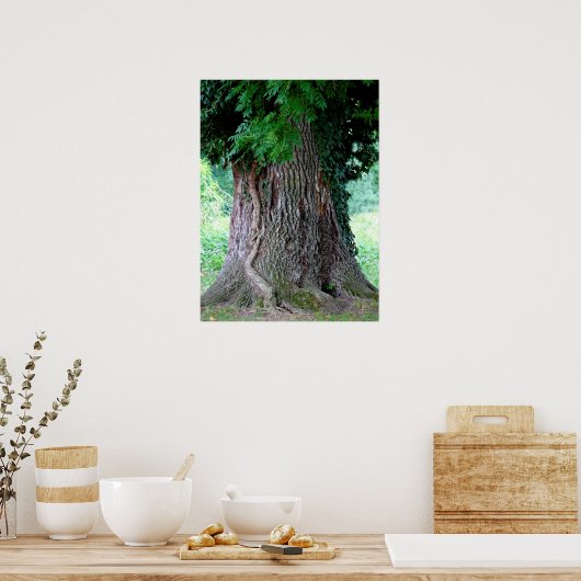 Baumstamm einer Esche, alter Baum mit Blätter, ポスター (キッチン)