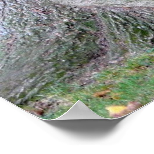 Baumstamm einer Esche, alter Baum mit Blätter, ポスター (角)