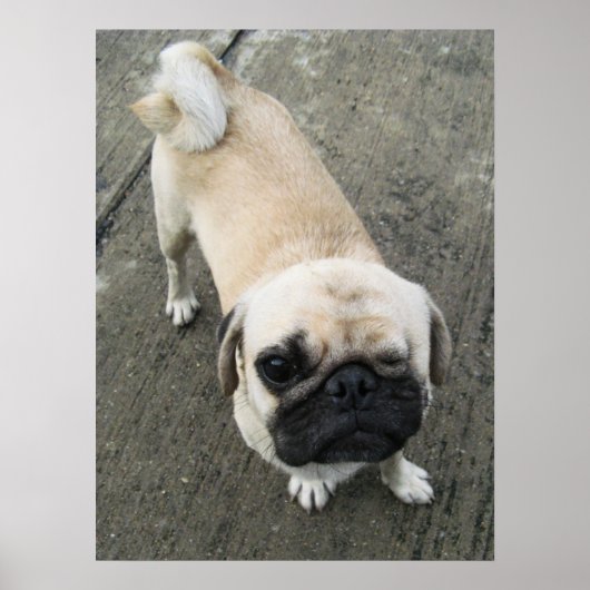 Bauwk ... パグ犬 ... かわいい 子犬 ポスター (正面)