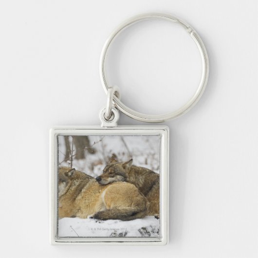 Bawarian木のオオカミ キーホルダー (正面)