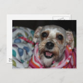 「Bayleigh」犬はがき ポストカード (正面/裏面)