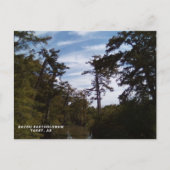 Bayou Batholomew, Tarry, AR ポストカード (正面)