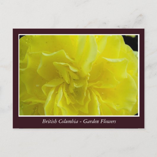 BC庭の花 ポストカード (正面)