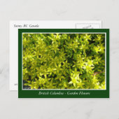 BC庭の花 ポストカード (正面/裏面)