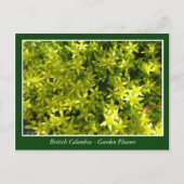 BC庭の花 ポストカード (正面)