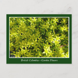 BC庭の花 ポストカード