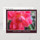 BC庭の花 ポストカード (正面/裏面)