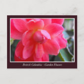 BC庭の花 ポストカード (正面)