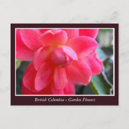BC庭の花 ポストカード