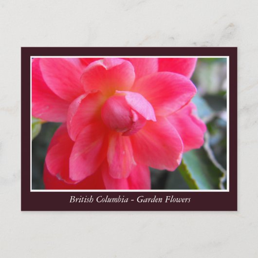 BC庭の花 ポストカード (正面)
