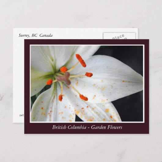 BC庭の花 ポストカード (正面/裏面)