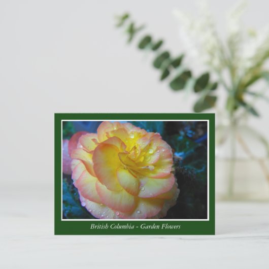 BC庭の花 ポストカード (スタンド正面)
