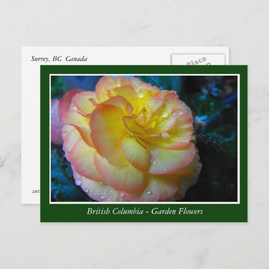 BC庭の花 ポストカード (正面/裏面)