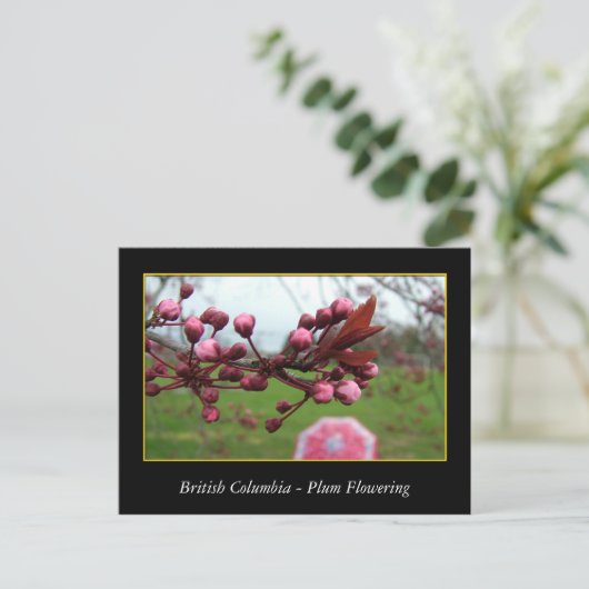 BC、春梅花 ポストカード (スタンド正面)