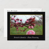 BC、春梅花 ポストカード (正面/裏面)