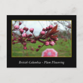 BC、春梅花 ポストカード (正面)