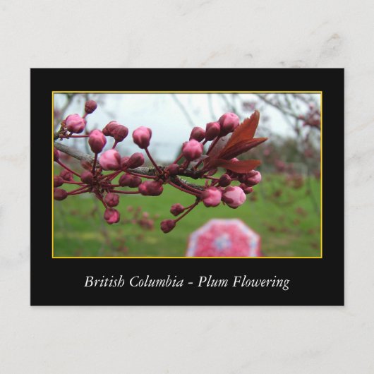 BC、春梅花 ポストカード (正面)