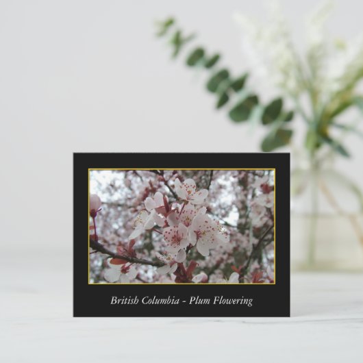 BC、春梅花 ポストカード (スタンド正面)