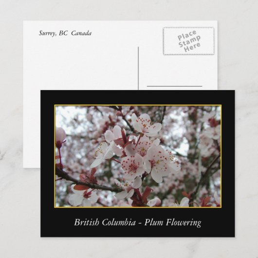 BC、春梅花 ポストカード (正面/裏面)