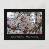 BC、春梅花 ポストカード (正面)