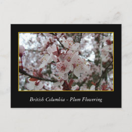 BC、春梅花 ポストカード