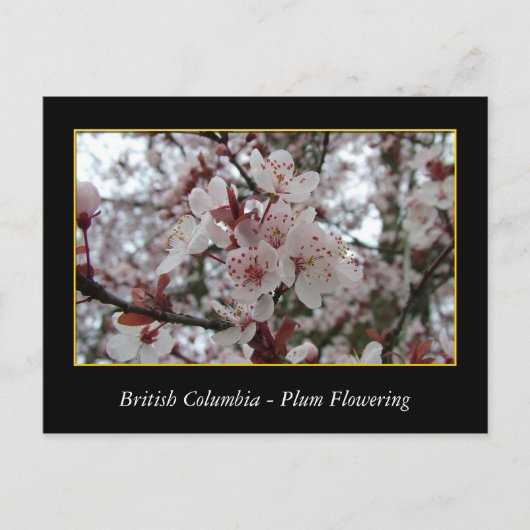 BC、春梅花 ポストカード (正面)