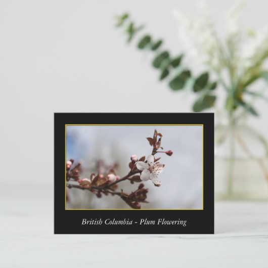 BC、春梅花 ポストカード (スタンド正面)