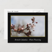 BC、春梅花 ポストカード (正面/裏面)