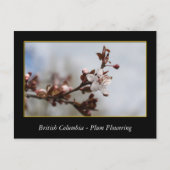 BC、春梅花 ポストカード (正面)