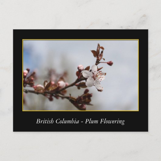 BC、春梅花 ポストカード (正面)