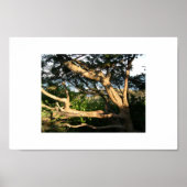 Beach Tree, Ogunquit, Maine ポスター (正面)