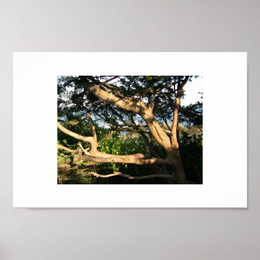 Beach Tree, Ogunquit, Maine ポスター (正面)