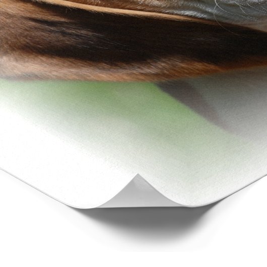 Beagleキャンバス印刷 ポスター (角)