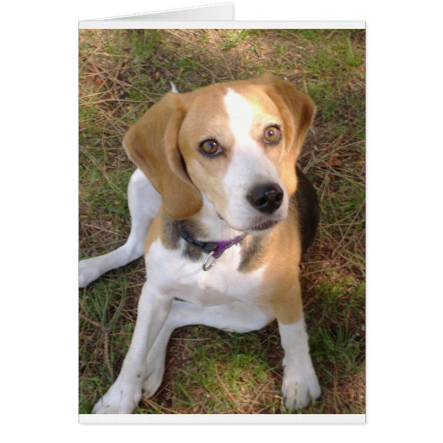 Beagle座って2.png (正面)