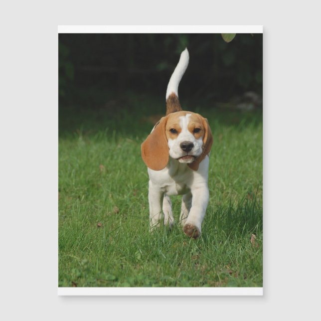 beagle歩く.png (正面)
