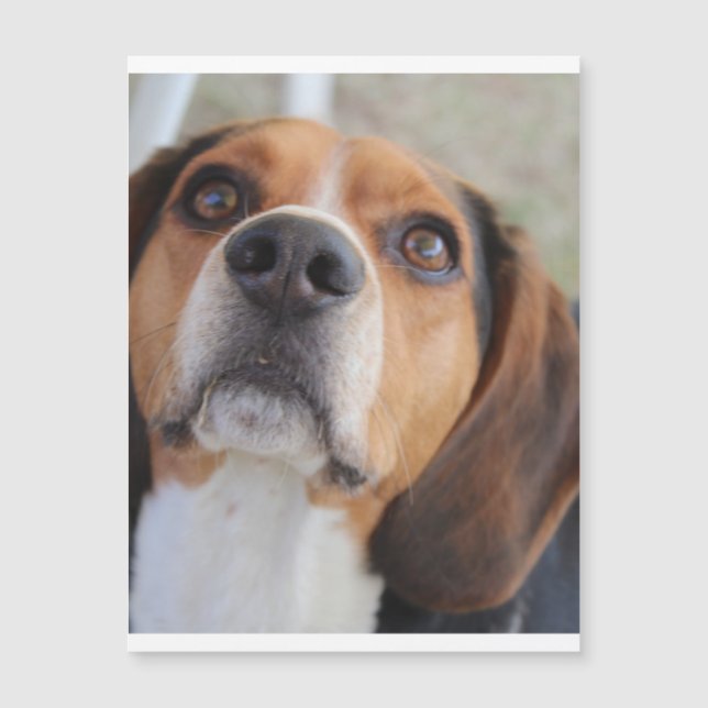 beagle 2.png (正面)