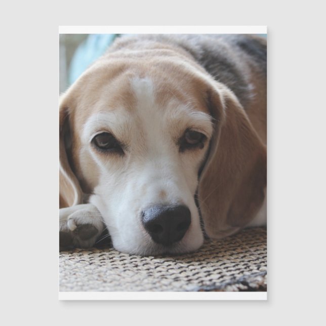 beagle chiling 2.png (正面)