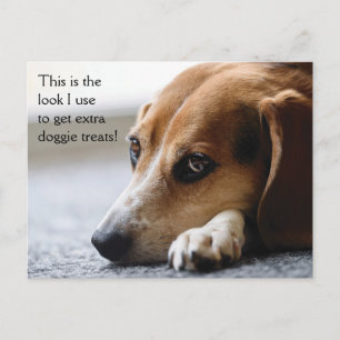 Beagle "Extra Doggie Treets"ポストカード ポストカード