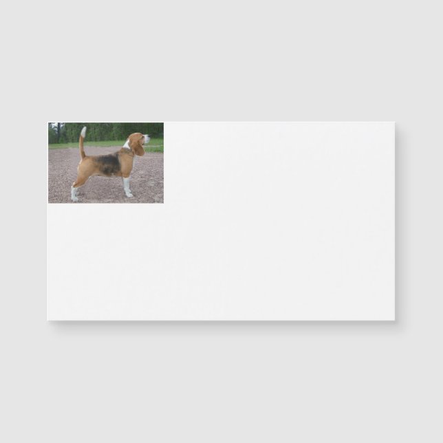 beagle full 2.png (正面)