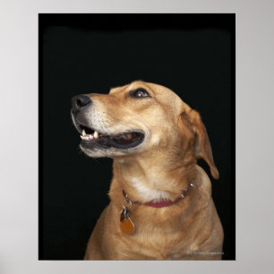 Beagle Golden Lab Mix側面を見て ポスター