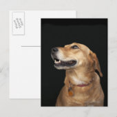 Beagle Golden Lab Mix側面を見て ポストカード (正面/裏面)